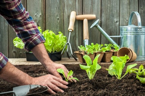 Innovative outdoor space blending gardening and pressure washing