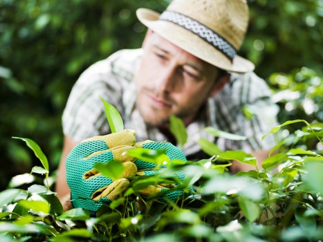 Professional applying eco-friendly cleaning on a garden fence