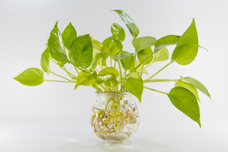 Turn Your Balcony Into a Private Escape With Carefully Chosen Tall-Potted Plants